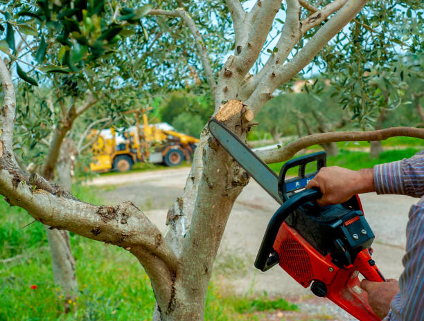 Best Emergency Tree Service  in Orofino, ID